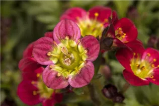 - Saxifraga x arendsii  - Saxifraga x arendsii