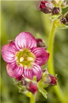 - Saxifraga x arendsii  - Saxifraga x arendsii