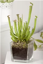  - Sarracenia farnhamii