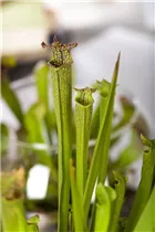  - Sarracenia farnhamii