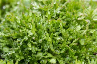 - Saxifraga x arendsii 'Peter Pan'  - Saxifraga x arendsii 'Peter Pan'