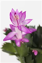  - Schlumbergera bridgesii 'Thor'