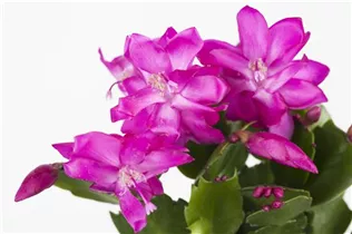  - Schlumbergera bridgesii 'Thor'