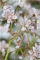  - Saxifraga x urbium