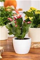 - Schlumbergera bridgesii, rot  - Schlumbergera bridgesii, rot