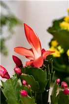 - Schlumbergera bridgesii, rot  - Schlumbergera bridgesii, rot