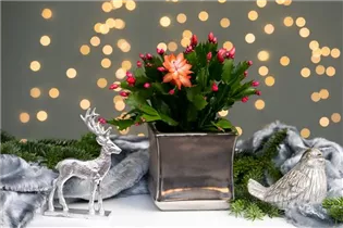 - Schlumbergera bridgesii, rot  - Schlumbergera bridgesii, rot