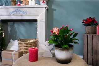 - Schlumbergera bridgesii, rot  - Schlumbergera bridgesii, rot