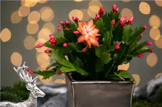 - Schlumbergera bridgesii, rot  - Schlumbergera bridgesii, rot