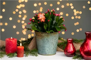 - Schlumbergera bridgesii, rot  - Schlumbergera bridgesii, rot