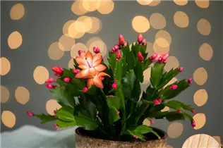 - Schlumbergera bridgesii, rot  - Schlumbergera bridgesii, rot