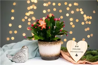 - Schlumbergera bridgesii, rot  - Schlumbergera bridgesii, rot