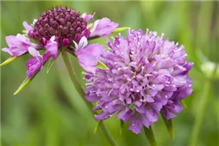  - Scabiosa atropurpurea