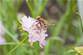  - Scabiosa atropurpurea