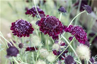  - Scabiosa atropurpurea