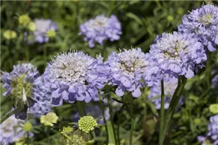 - Scabiosa caucasica  - Scabiosa caucasica