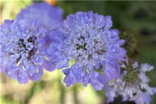 - Scabiosa caucasica  - Scabiosa caucasica