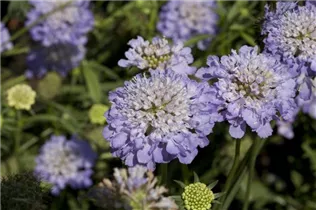 - Scabiosa caucasica  - Scabiosa caucasica
