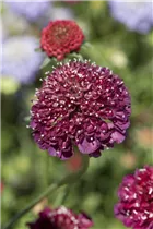 - Scabiosa caucasica  - Scabiosa caucasica