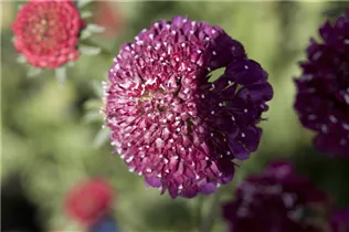 - Scabiosa caucasica  - Scabiosa caucasica