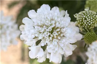 - Scabiosa caucasica  - Scabiosa caucasica