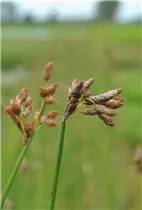  - Schoenoplectus lacustris