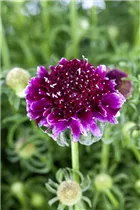 - Scabiosa columbaria 'Barocca'  - Scabiosa columbaria 'Barocca'