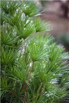 - Sciadopitys verticillata  - Sciadopitys verticillata