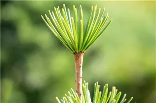 - Sciadopitys verticillata  - Sciadopitys verticillata