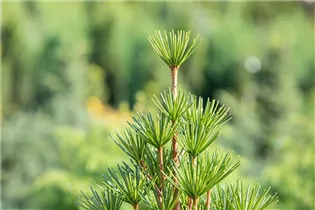 - Sciadopitys verticillata  - Sciadopitys verticillata