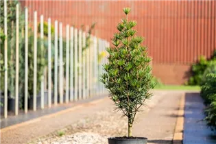 - Sciadopitys verticillata  - Sciadopitys verticillata