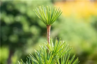 - Sciadopitys verticillata  - Sciadopitys verticillata