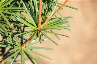 - Sciadopitys verticillata  - Sciadopitys verticillata