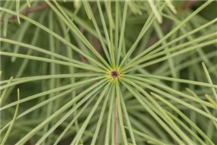 - Sciadopitys verticillata  - Sciadopitys verticillata