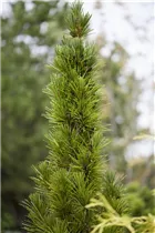  - Sciadopitys verticillata 'Green Star'
