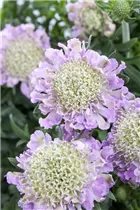  - Scabiosa columbaria 'Pink Mist'