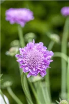  - Scabiosa columbaria 'Pink Mist'