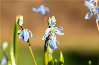  - Scilla siberica