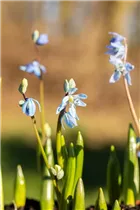  - Scilla siberica