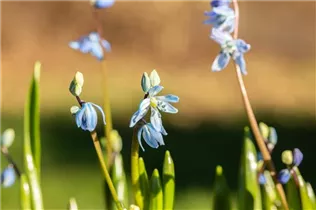  - Scilla siberica