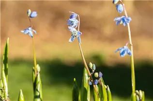  - Scilla siberica
