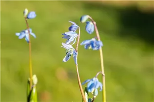  - Scilla siberica