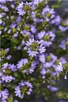  - Scaevola saligna 'Blue Angel'
