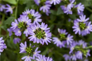  - Scaevola saligna 'Blue Angel'