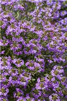  - Scaevola saligna 'Blue Haze™'