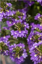  - Scaevola saligna 'Blue Haze™'