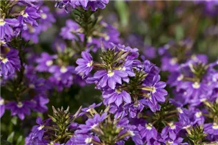  - Scaevola saligna 'Blue Haze™'