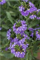  - Scaevola saligna 'Blue Haze™'