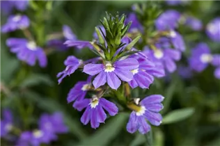  - Scaevola saligna 'Blue Haze™'