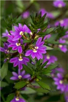  - Scaevola saligna 'Blue Haze™'